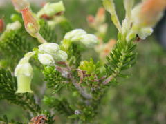Erica flocciflora