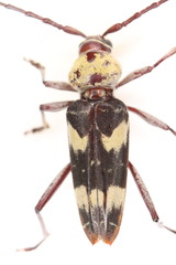 Megacyllene antennata