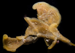 Primavelans insculpta