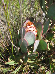 Protea speciosa