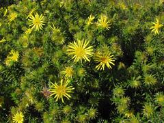 Cullumia carlinoides