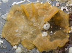 Primavelans insculpta