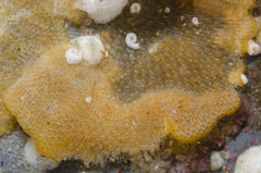 Primavelans insculpta