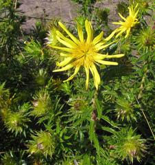 Cullumia carlinoides