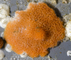 Celleporina