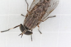 Tabanus lineola