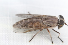Tabanus lineola