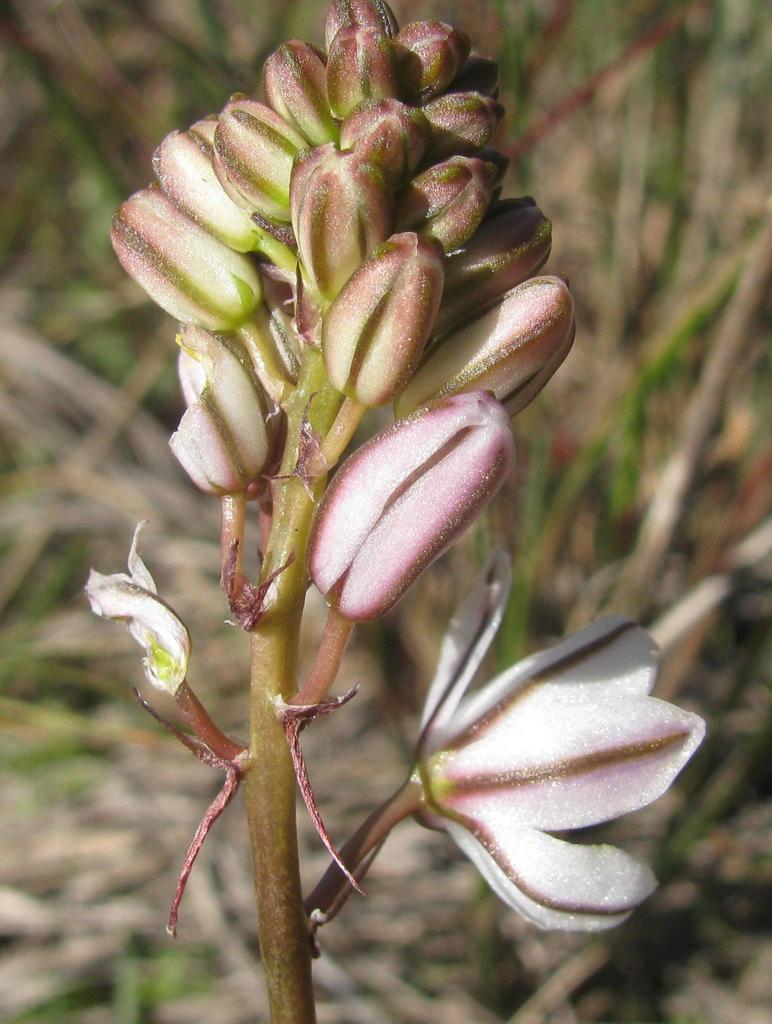 Scented Sock Squill