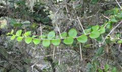 Dovyalis rhamnoides