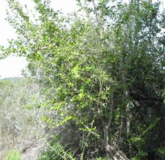 Dovyalis rhamnoides