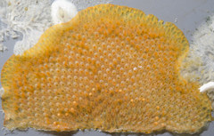 Rhamphostomella curvirostrata