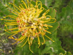 Leucospermum praecox