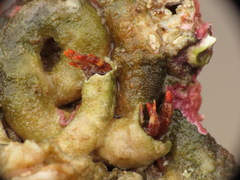 Discorsopagurus schmitti