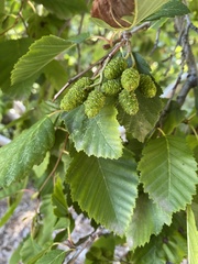 Magnoliopsida