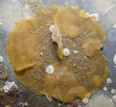 Primavelans insculpta