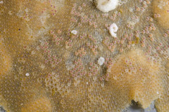 Primavelans insculpta