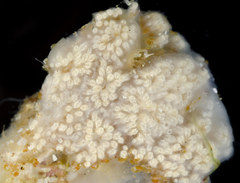 Distaplia occidentalis