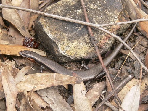 Red-throated Cool-skink, Acritoscincus platynotus