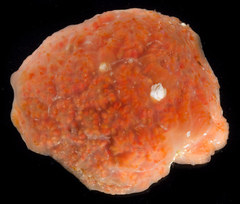 Aplidium solidum