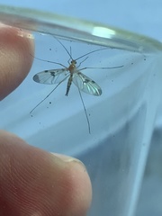 Macrocera phalerata