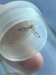 Macrocera phalerata