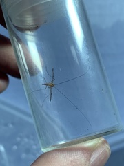 Macrocera phalerata