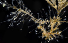 Clytia hemisphaerica