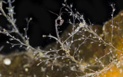 Clytia hemisphaerica