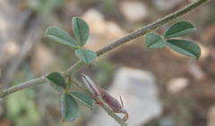 Indigofera sp7