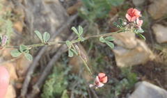 Indigofera sp7