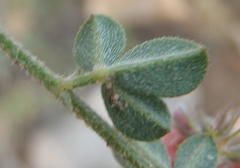 Indigofera sp7