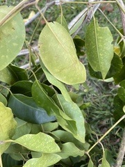 Flindersia brayleyana
