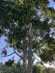 Flindersia brayleyana