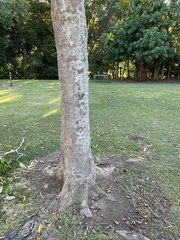 Flindersia brayleyana