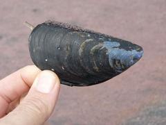 Choromytilus meridionalis