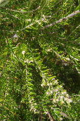 Phylica paniculata