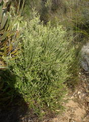 Phylica paniculata