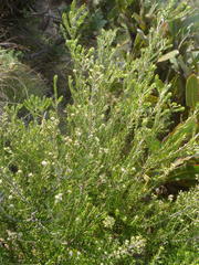 Phylica paniculata