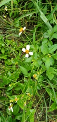 Bidens alba