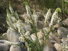 Microdon polygaloides