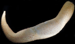 Pseudothyone levini