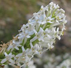 Microdon polygaloides