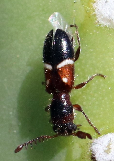 Callotillus elegans