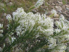 Microdon polygaloides