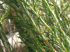Microdon polygaloides