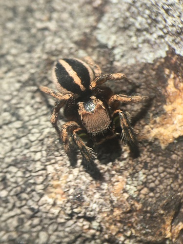 Habronattus viridipes photo 4