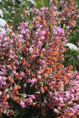Erica irregularis
