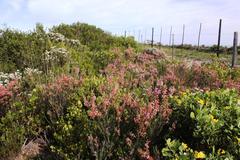 Erica irregularis