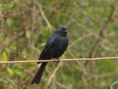 Melaenornis pammelaina ater