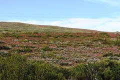 Erica irregularis